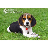 Cachorros Beagle 1