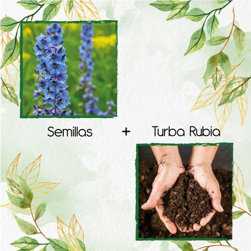 300 Semillas Flor Espuela De Caballero  + Turba Germinación