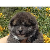 Akita Inu, Cachorro Macho, De Color Atigrado, Inscrito Kcc.