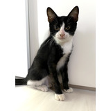 Gato Bebe Blanco Y Negro En Adopcion