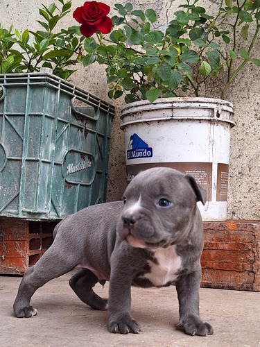 Pitbull Blue Cachorros 