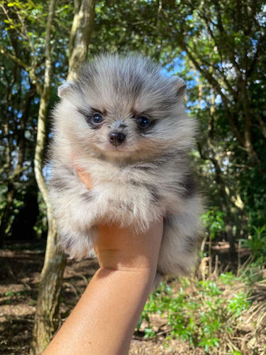 Lulu Da Pomerania, Spitz Alemão, Macho, Black Merle, Anão