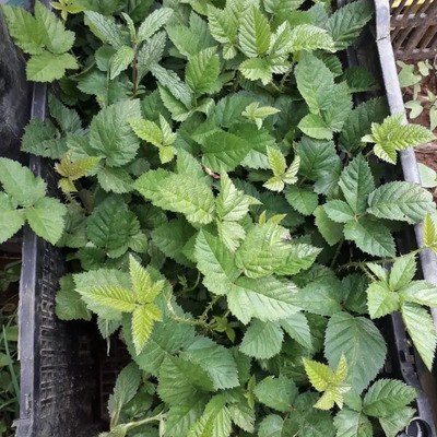 Plantas De Zarzamora,blueberrie Y Fresa | Envío gratis