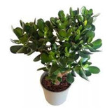 Arbol De Jade Crassula Ovata Grande 90 Cm. C/maceta