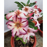 Kit 3 Adenium Rosas Del Desierto Unicos