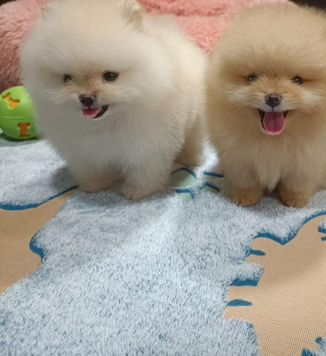 Pomerania