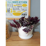 Plantas De Interior Tradescantia C/maceta Premium12 Y Plato