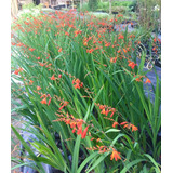 Crocosmia Lucifer / Ornamental / Pack 5 Unidades