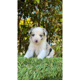 Cachorro Border Collie Blue Merle Bogotá Animalpetscolombia