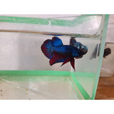 Peixe Betta De Linhagem Blue Pacific Pk Macho + Brinde