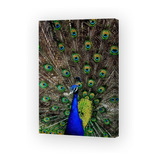 Cuadro 20x30cm Pavo Real Pluma Fauna Hermoso Salvaje M5