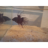 Peixe Betta De Linhagem Red Crowntail Casal + Brinde