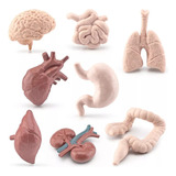 8 Piezas De Modelos De Órganos Humanos Simulados.