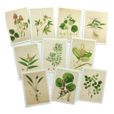 Stickers Estampillas Botánicas | Scrapbooking Y Journaling