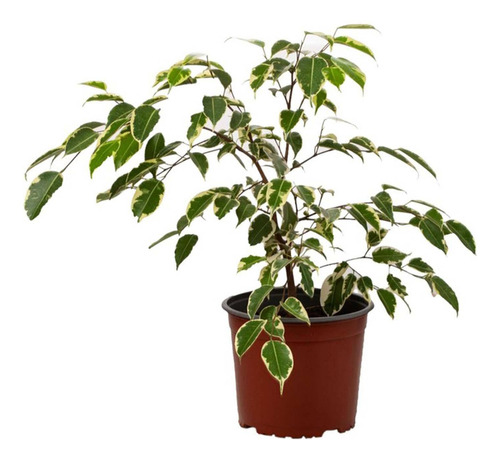 Planta Ficus Samantha 