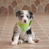Perro Border Collie Blue Merle Animal Pets Colombia