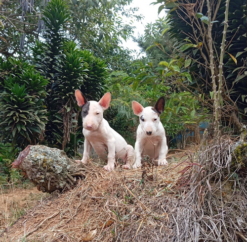 Perros Bull Terrier Cachorros Cartagena Barranquilla Cúcuta 