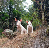 Perros Bull Terrier Cachorros Cartagena Barranquilla Cúcuta 