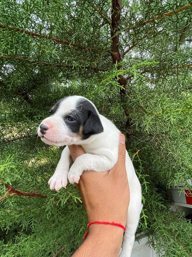 Bellos Terrier Chileno