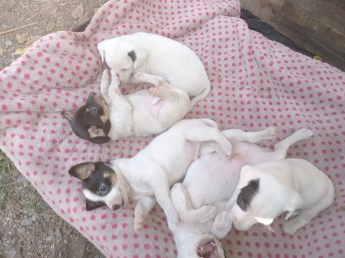 Hermosos Legitimos.fox Terrier Chilenos