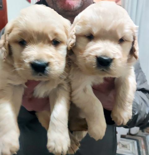 Cachorros Golden Retriever Padres Inscritos 