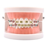 Modelo De Exhibición De Modelo De Soporte Dental Oral