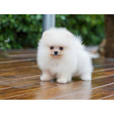 Pomeranias Con Pedigree Internacional Machos 