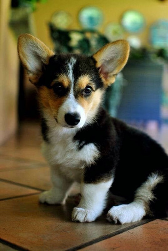 Perros Cachorros Corgi Galès De Pembroke Puppy Gales Dog