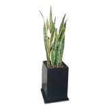 Planta Sansevieria +maceta Prisma Fibrocemento+tierra