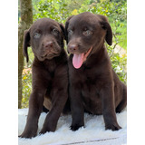 Hermosos Cachorros Labradores Chocolate Excelente Genética 