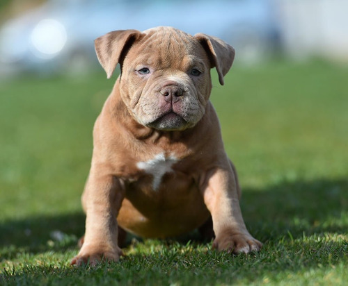 Cachorros American Bully Perros Medellin Bogota