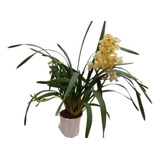 Orquideas Cymbidium 3 Varas