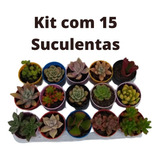 Kit 15 Mini Suculentas Variadas Naturais Pote 6 Frete Gratis
