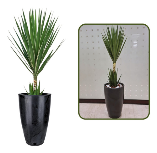 Planta Yucca Grande + Vaso Decorativo Premium