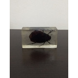 Insecto En Acrilico Escarabajo (1)  - Capsula De Coleccion
