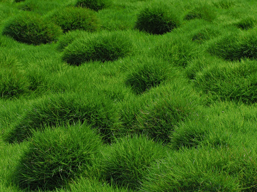 1 Kg De Semillas De Pasto Zoysia Grass Mejorado