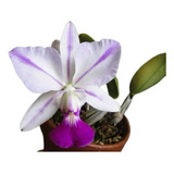 Orquídea Catleya Walkeriana Tokutso Muda