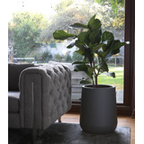 Ficus Lyrta Multivaras Frondoso Calidad Premium