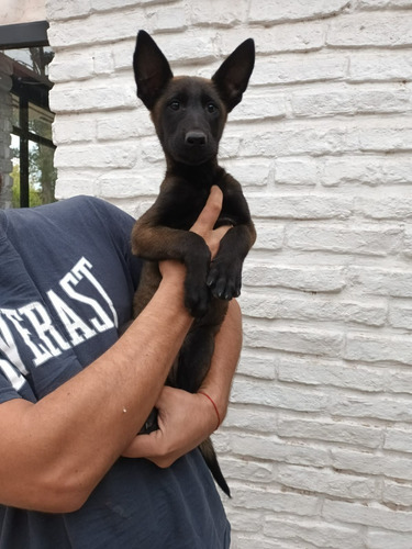 Cachorros Pastor Belga Malinois, Machos, Puros, C Pedigree  