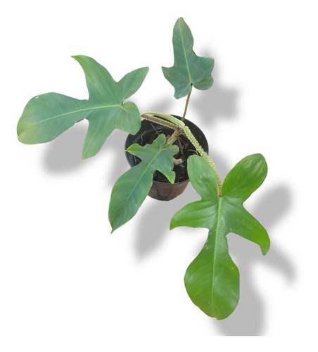 Planta Philodendron Squamiferum Muda Natural Decoração