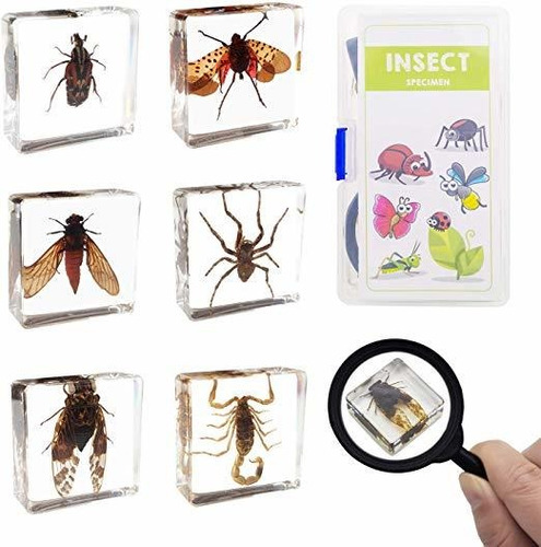 Elifebox 6 Pcs Insectos Modelo Establecido, La Araña / Escor