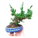 Bonsai Tuia Jacaré Juníperu Horizontale 15 Anos Vaso Porcela