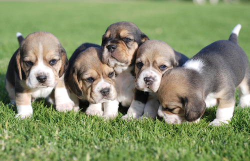 Beagle Os Mais Belos Filhotes 