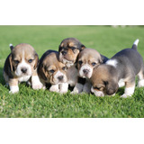 Beagle Os Mais Belos Filhotes 