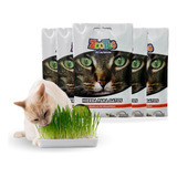 Hierba Semillas Gato Gramineas Zootec Fresco Natural X1