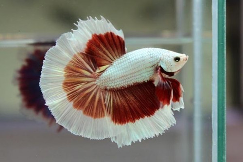 Peixe Betta Dragon Cor Sortida - Água Doce - Aquário