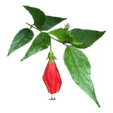 Cerca Viva Malvavisco, Hibisco-colibri - 20 Estacas Promoção