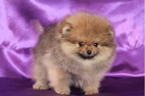 Sobresaliente Pomerania Unicos Kennel Saintdaniel 79