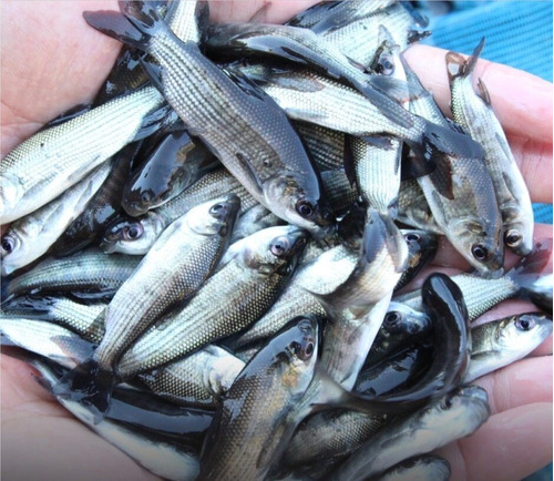 Peixe Curimba / Curimbatá  Alevino 2 A 6cm - 500 Unidades