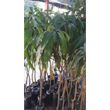 Planta Mango Var. Sensation (injertados) Se Hacen Envíos.